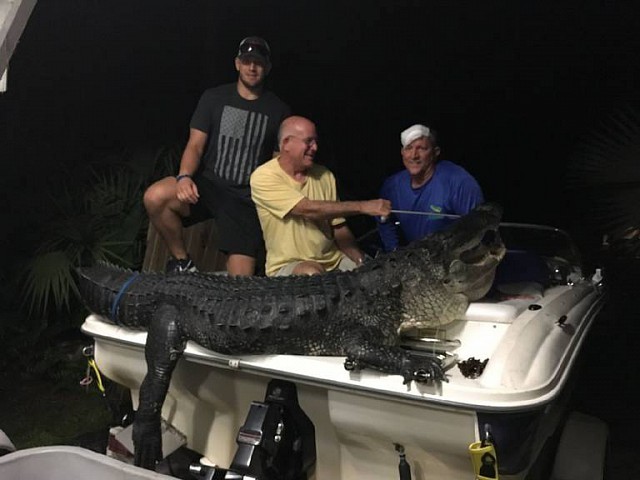 Ngỡ ngàng cá sấu khủng nặng 4,5 tạ ở Florida