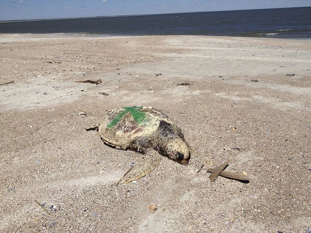 Hơn 100 xác rùa biển dạt vào bờ một cách bí ẩn
