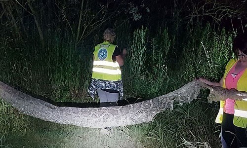 Truy tìm trăn khổng lồ dài 6 mét sổng chuồng ở Ba Lan