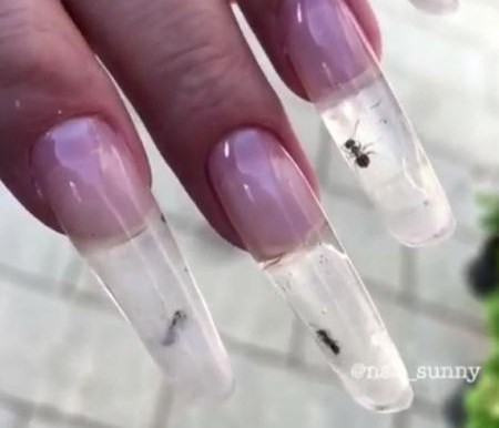 Nhốt kiến sống trong móng tay để làm đẹp
