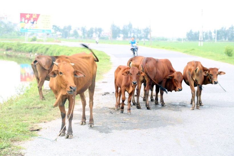 Người tham gia giao thông thường xuyên phải đối mặt với đàn bò thả rông