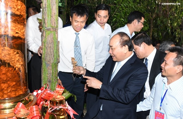 Thủ tướng cho rằng, sâm Ngọc Linh với ngành dược liệu Việt Nam cũng ví như một Sơn Đoòng (Quảng Bình) với ngành du lịch cả nước