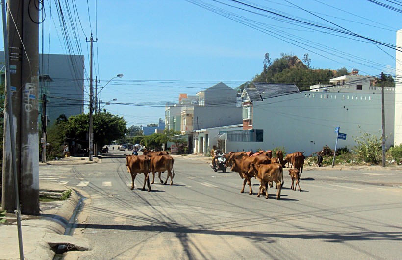 Đàn bò nghênh ngang dạo phố