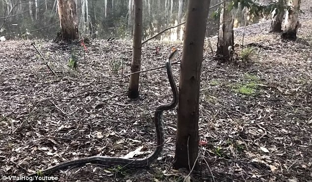 Video: Rợn người cảnh trăn khổng lồ trổ tài trèo cây ở Úc