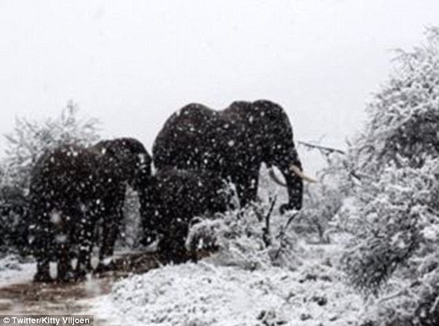 Huơu, voi, sư tử dạo bước trong tuyết phủ trắng ở… châu Phi