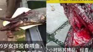 Tóm gọn “thủy quái” kỳ dị cắn chảy máu bé gái Trung Quốc