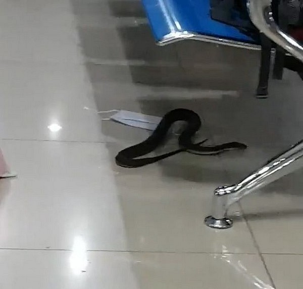 Hành khách náo loạn khi phát hiện thấy rắn xuất hiện trong phòng chờ sân bay