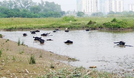 Dự án đất đô thị bỏ hoang cả chục năm tại phường Thịnh Liệt (Hoàng Mai, Hà Nội) nay thành bãi chăn trâu