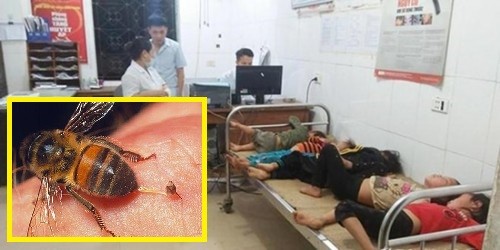 Nghệ An: Đi gặt lúa, 7 người bị ong tấn công phải nhập viện