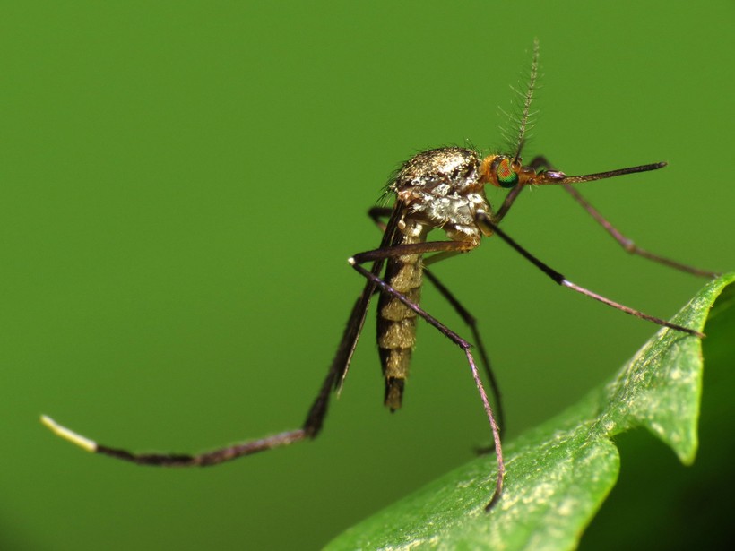 Hiểm họa khi phát hiện muỗi mang hạt nhựa siêu nhỏ làm lây lan sang thực phẩm