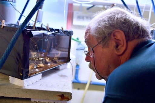 Nhà nghiên cứu Jean-Charles Massabuau quan sát hàu gắn với các điện cực trong một chiếc hộp được chế tạo đặc biệt tại phòng thí nghiệm của ông ở Arcachon