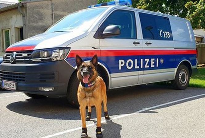 Chó cảnh sát đi giày chống nóng
