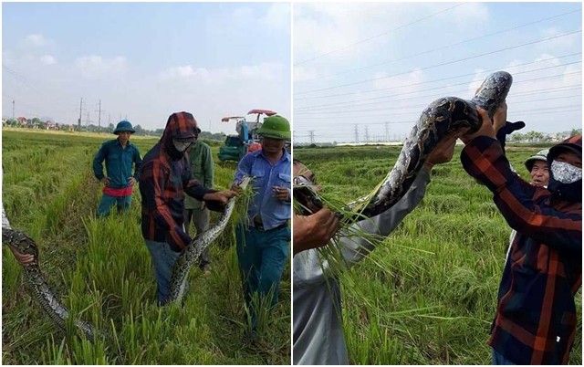 Dân vây bắt trăn “khủng”, nặng 25kg ở đồng lúa đang gặt