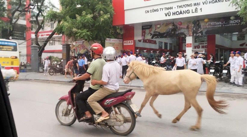 Nhong nhong dắt ngựa bạch về phố xẻ thịt trên phố Nguyễn Trãi (Hà Nội)