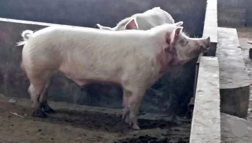 Lợn sổng chuồng cắn chết người đàn ông Trung Quốc