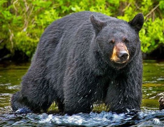 Tai nạn hy hữu: Gấu bị bắn rơi xuống núi, đè trúng người thợ săn
