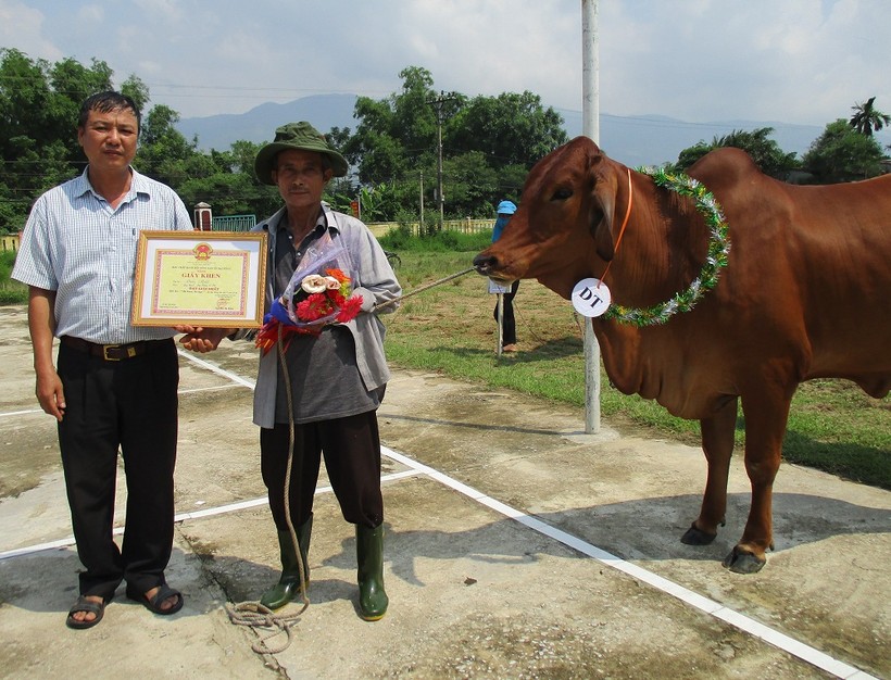 Lạ lùng với cuộc thi hoa hậu dành cho bò ở Quảng Nam