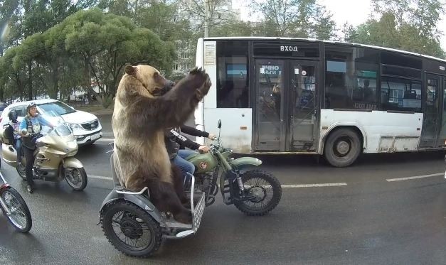 Thanh niên lái mô tô chở gấu khổng lồ dạo quanh thành phố