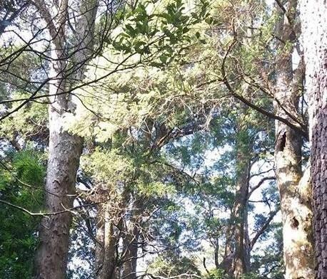 Hàng trăm cây Xích Tùng cổ quý hiếm có nguy cơ chết khô do tuổi cao
