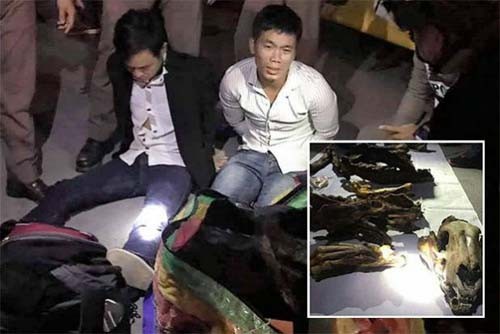 Thái Lan bắt hai nghi phạm người Việt buôn lậu xương và thịt hổ