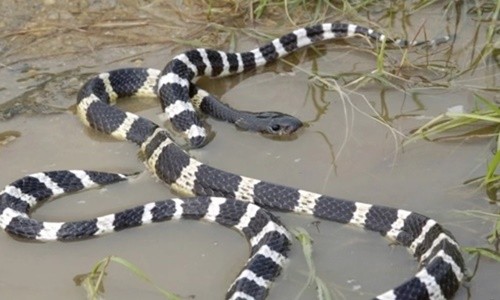 Thanh niên Trung Quốc cho rắn độc cắn để tự tử