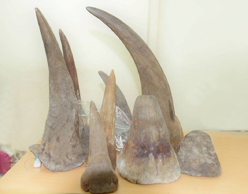 Bắt giữ lô sừng tê giác "cực khủng" từ châu Phi về Việt Nam