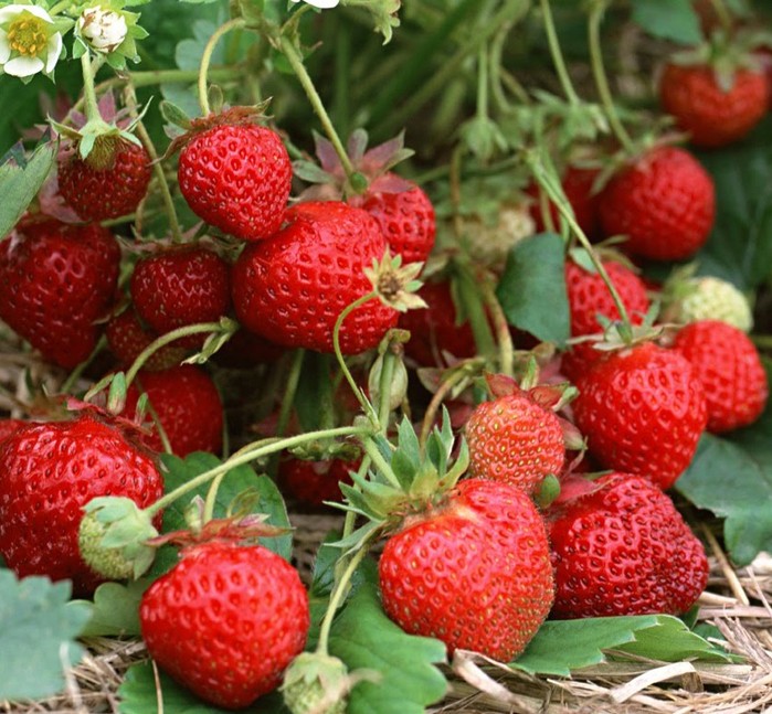 Cẩn thận trước các loại rau củ quả quen thuộc nhưng “ngậm” thuốc bảo vệ thực vật nhiều nhất