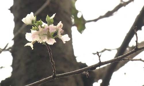Hoa anh đào Nhật Bản nở bất thường vào giữa tháng 10