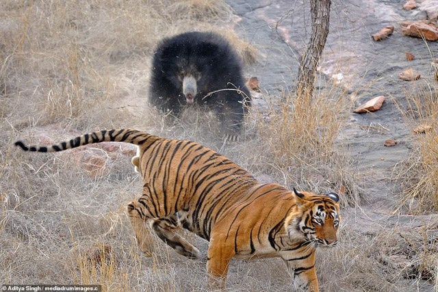 Gấu mẹ một mình đánh đuổi hai hổ dữ để bảo vệ đàn con
