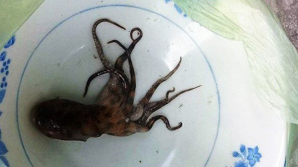 Hy hữu: Bạch tuộc cắn chết người ở Thừa Thiên – Huế