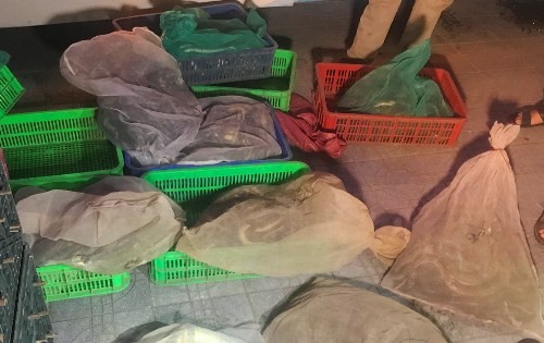 Hàng trăm con rắn theo xe giường nằm ra Hà Nội