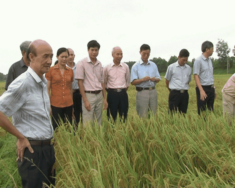 Một hội nghị đầu bờ cho người dân tham quan giống lúa mới của huyện Hạ Hòa, Phú Thọ