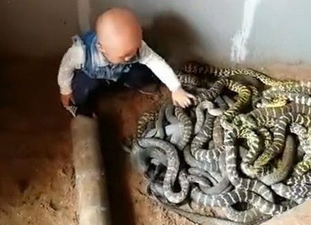 Cư dân mạng sốc với hình ảnh em bé chơi đùa cùng bầy rắn