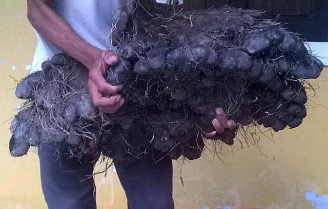 Xôn xao củ khoai tía hình bàn tay gấu nặng 23 kg ở Huế