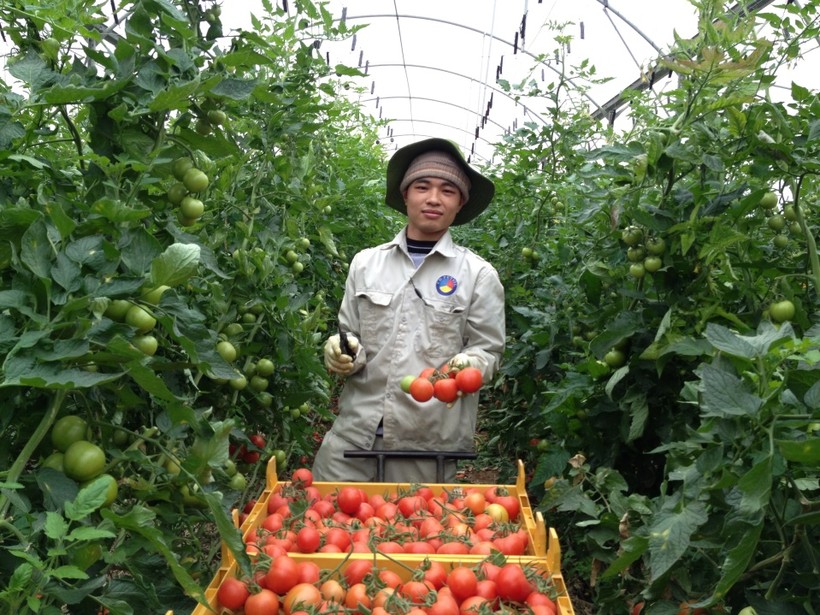 Thực tập tại vườn cà chua ở Israel