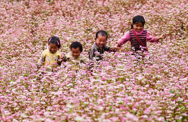 Trẻ em Hà Giang vui đùa cùng hoa tam giác mạch