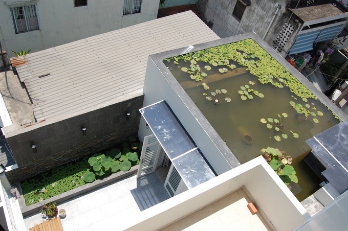 Hồ sen trên mái nhà Sài Gòn 10 năm không phải thay nước 