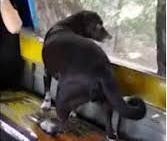 Chó tự lên xe buýt “theo dõi” chủ nhân