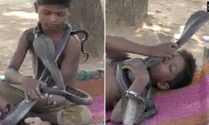 Cậu bé 7 tuổi kết thân, tắm và ngủ với rắn hổ mang