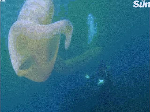 Video: Thợ lặn chạm mặt “sâu biển” khổng lồ giống như chiếc thuyền
