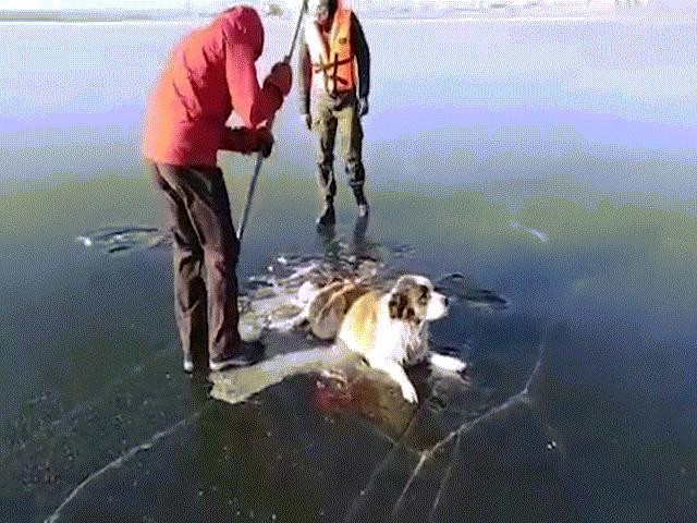 Chú chó tội nghiệp mắc kẹt đuôi và chân trên hồ băng