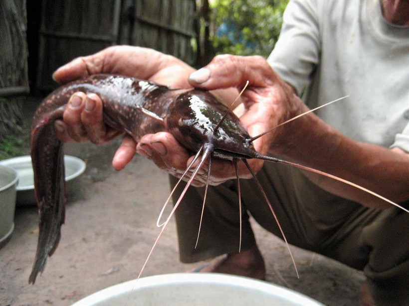 Cận cảnh loài cá trê độc, lạ có 1 không 2 ở Phú Quốc 