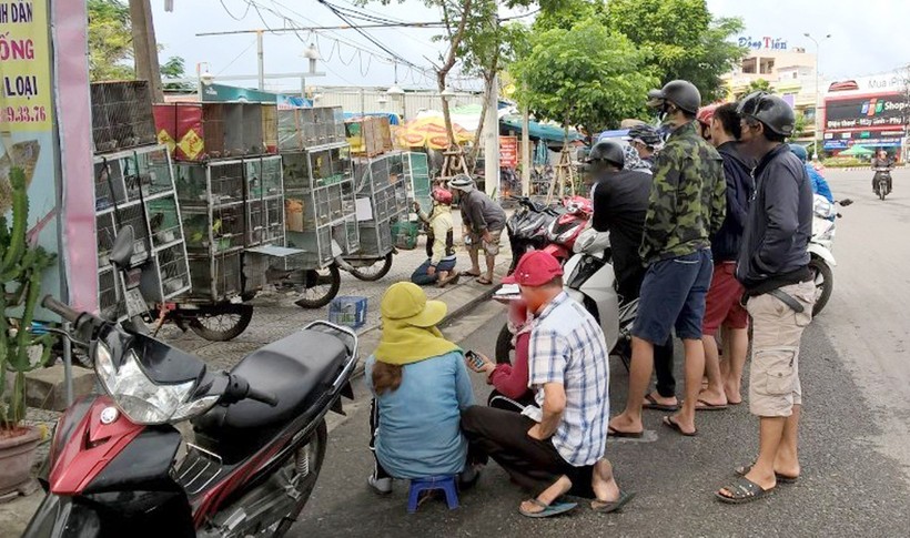 Người mua bán chim cảnh khá nhộn nhịp trên đường Trần Thị Lý (Q. Ngũ Hành Sơn, TP Đà Nẵng)