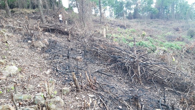 Phá rừng Nhà nước diễn ra ngang nhiên trong tháng 11/2018 tại huyện Cam Lộ (ảnh PXD)