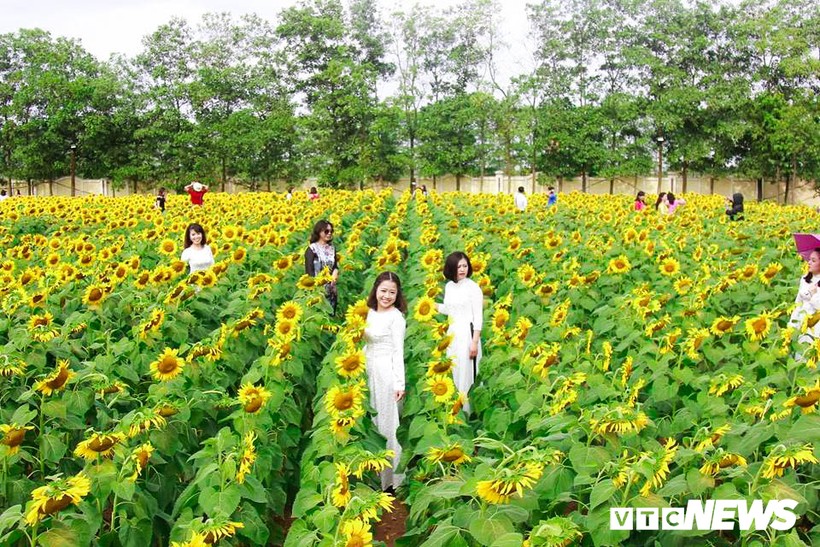 Phát "sốt" với cánh đồng hoa hướng dương ở Hà Nội 
