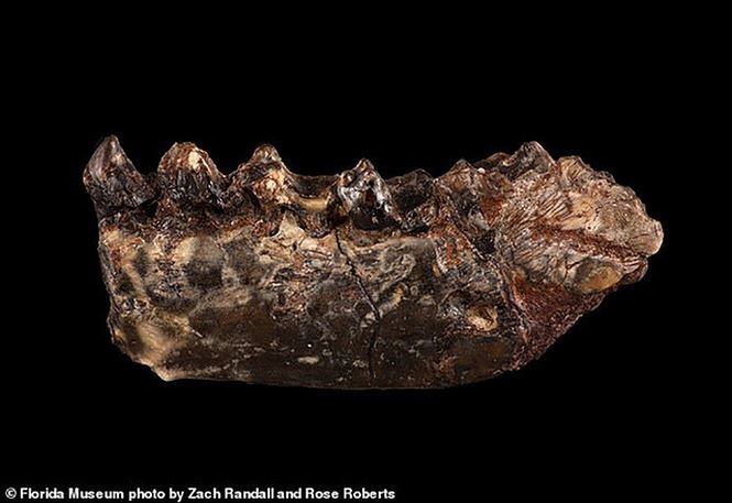 Tìm thấy hoá thạch động vật là “tổ tiên” sớm nhất của con người
