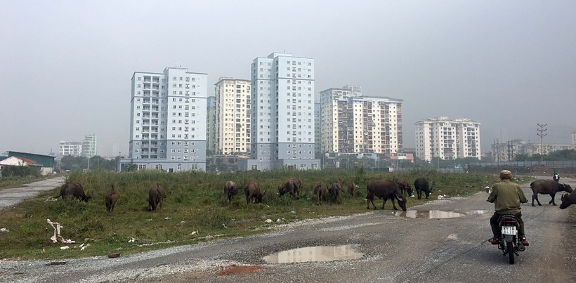 Dự án Khu đô thị Thịnh Liệt với hơn 35 ha nhìn từ bên trong thành bãi chăn thả trâu bò
