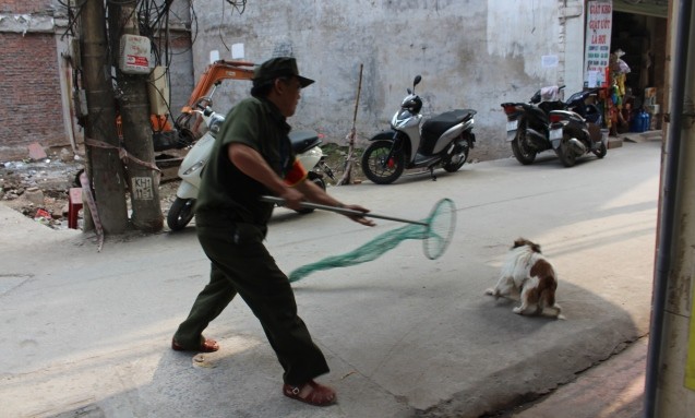 Ông Lê Bá Mão - Trưởng ban bảo vệ dân phố, Đội trưởng Đội bắt chó thả rông phường Khương Đình tiến hành bắt giữ chó thả rông