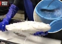 Cá đóng băng "hồi sinh" kỳ diệu trong chậu nước ấm
