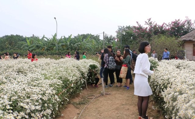 Vườn cúc họa mi tại bãi đá sông Hồng (Hà Nội) hút khách đến chụp ảnh